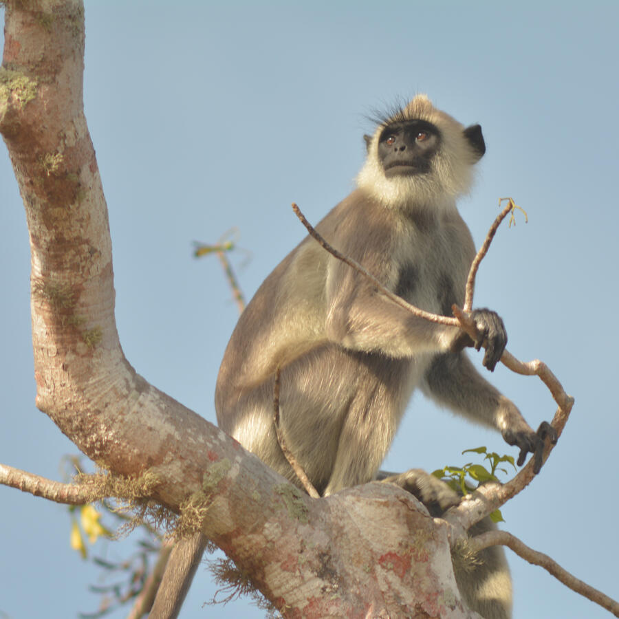 &quot;The Lookout&quot; - Yala, Sri Lanka