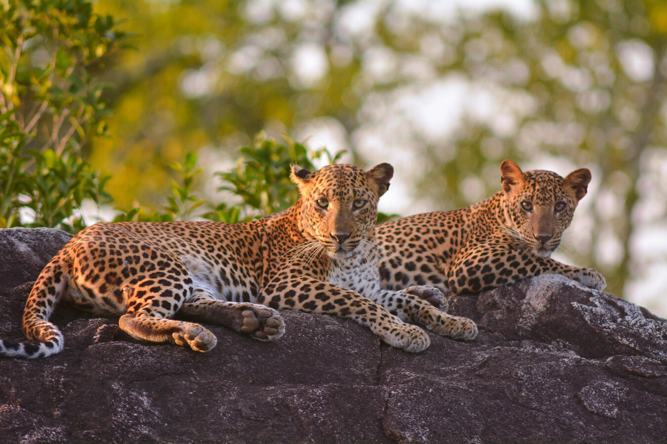 &quot;Spotted Sunbathing&quot; - Yala, Sri Lanka