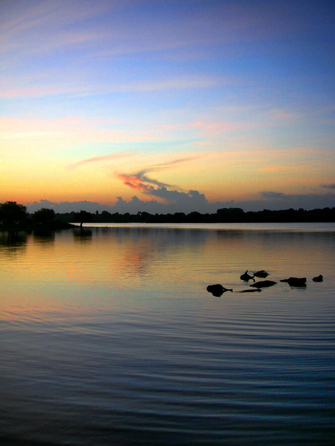 &quot;A Swim At Sunrise&quot; - Yala, Sri Lanka