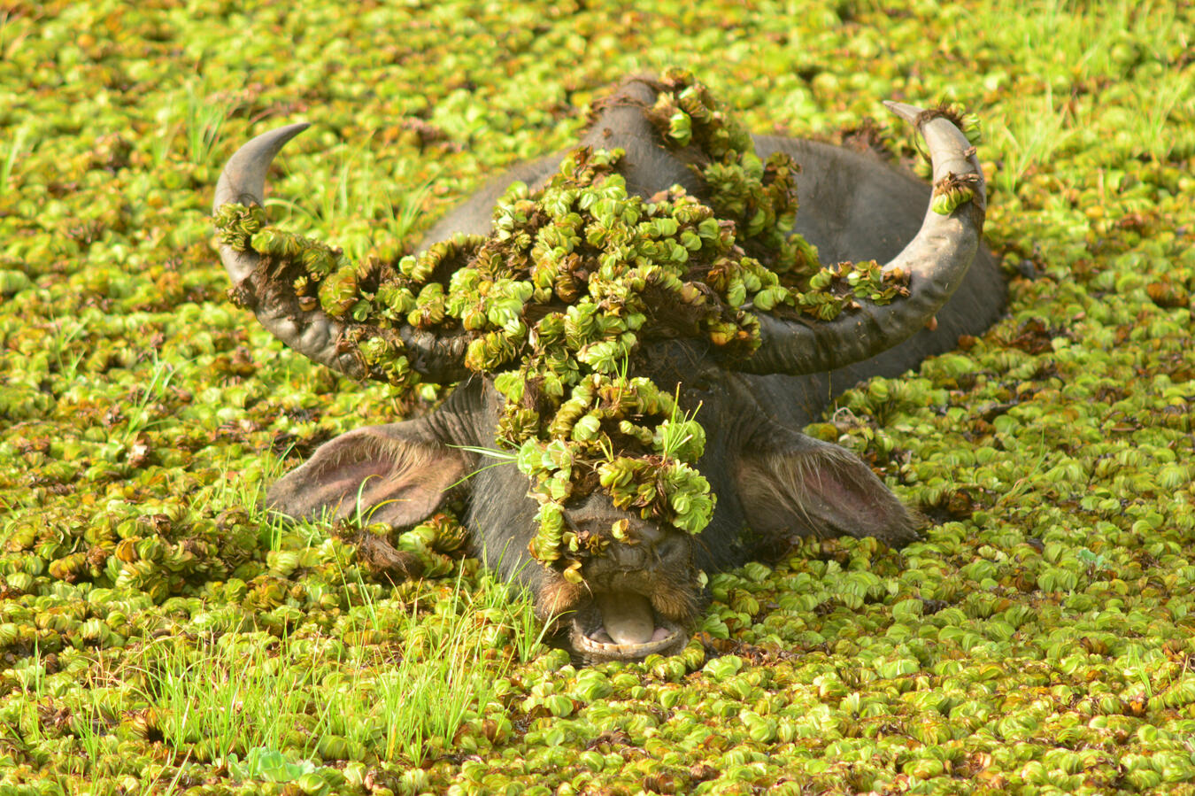 "Green Skincare Routine" - Yala, Sri Lanka