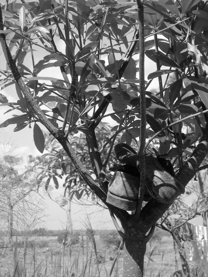 &quot;Safekeeping&quot; - Dambulla, Sri Lanka