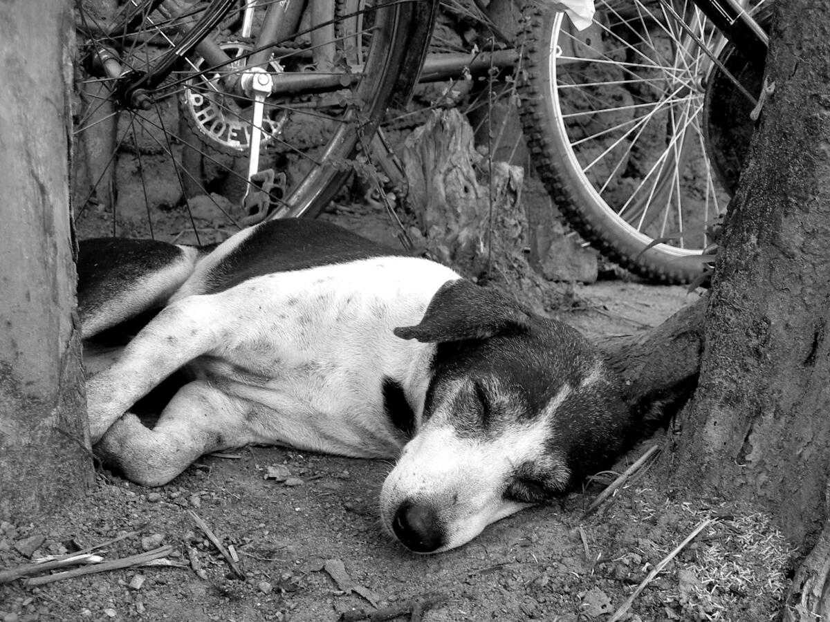&quot;Peace&quot; - Dambulla, Sri Lanka