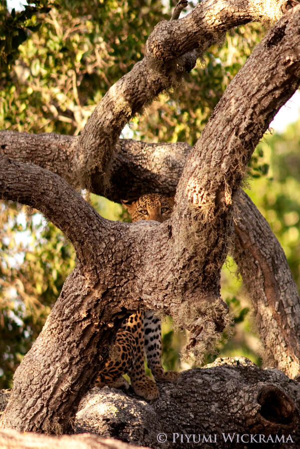 "The Peekaboo Player" - Yala, Sri Lanka
