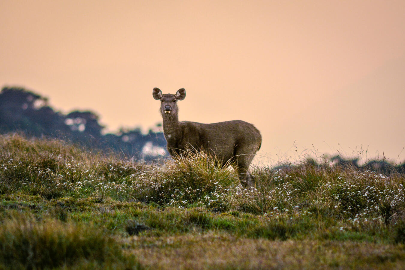 "Sambar Sunsets" - Horton Plains, Sri Lanka
